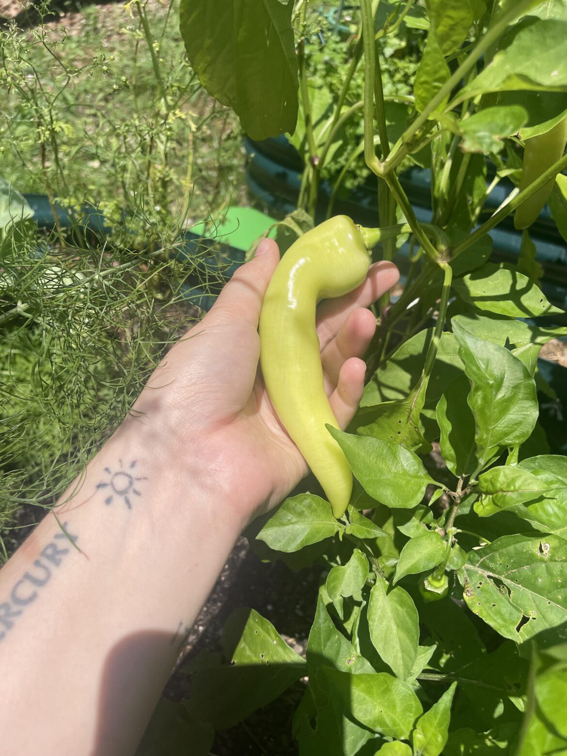 Is this a banana pepper?
