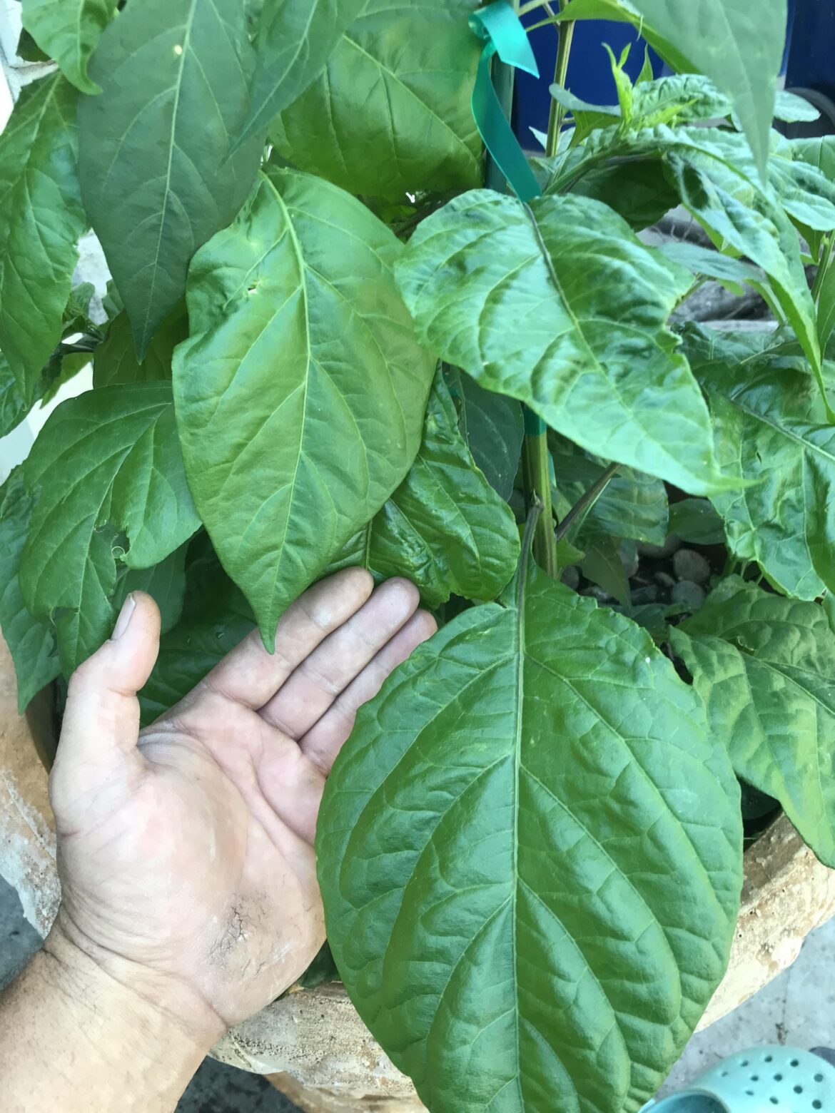 I can’t wait to see what this is. “habanero” seeds from a Amazon.