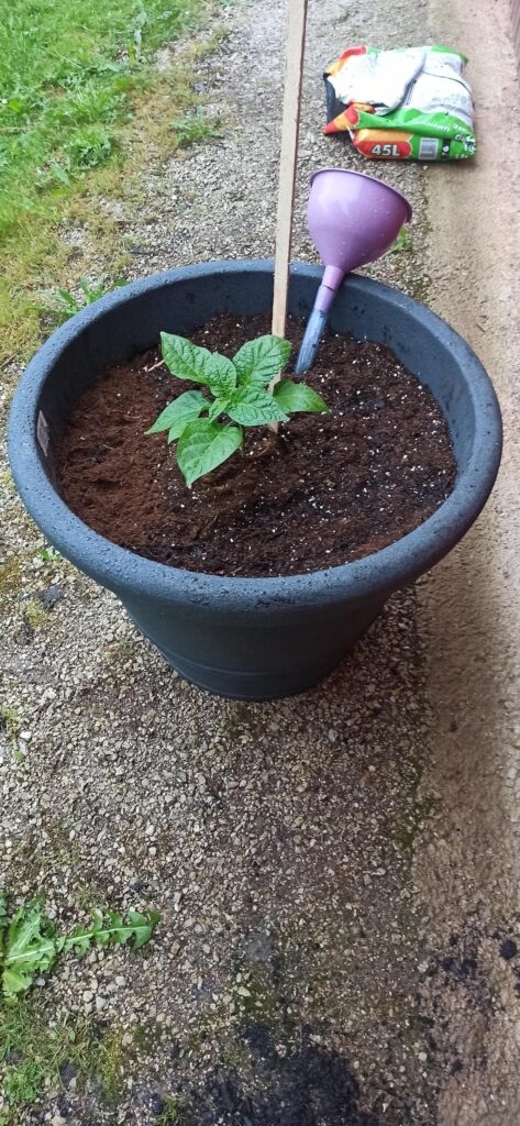 Carolina Reaper progress in Slovenia (6b). Carolina Reaper progress in Slovenia (6b).