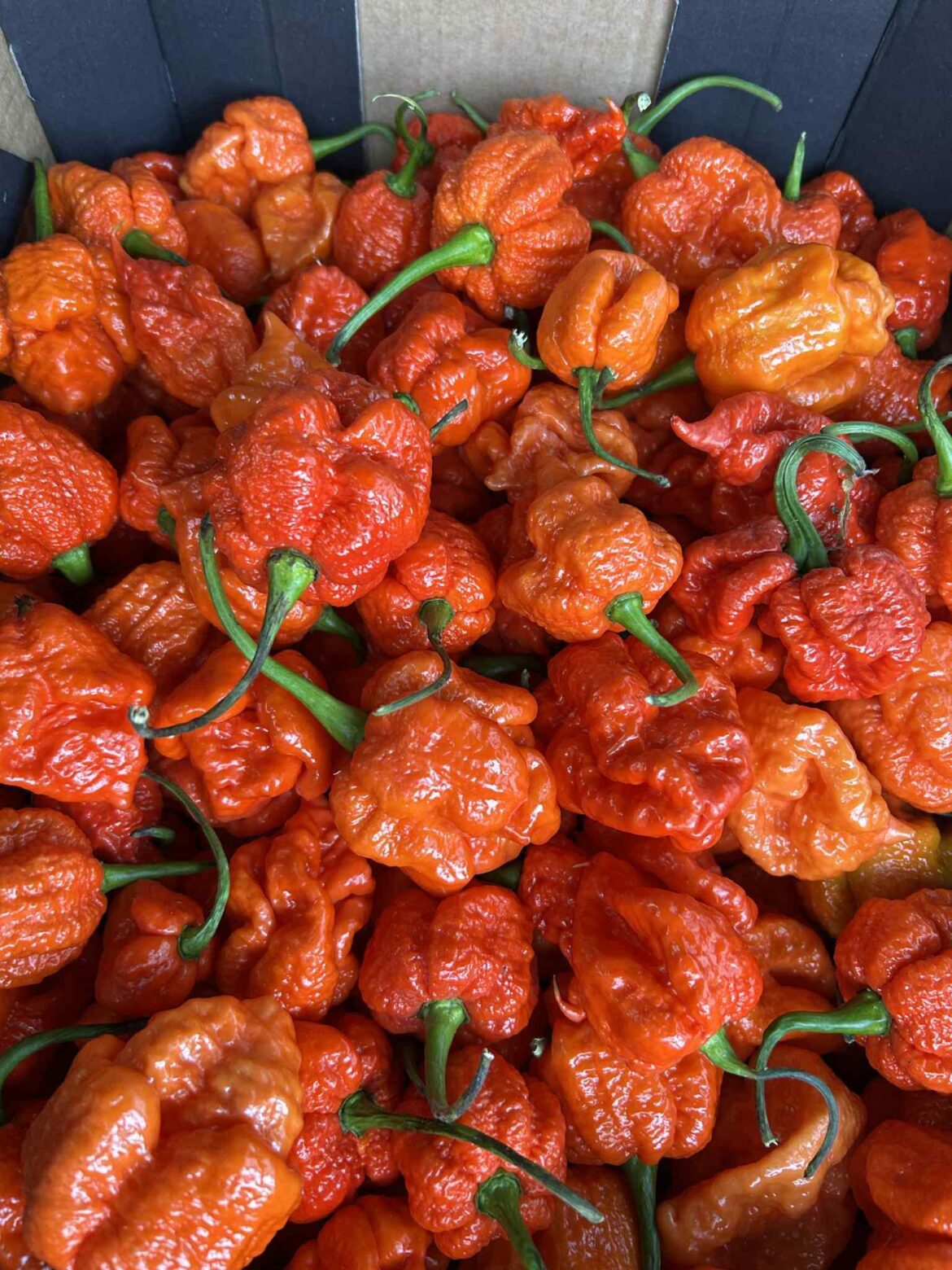 Fresh Carolina Reapers - Buzzing