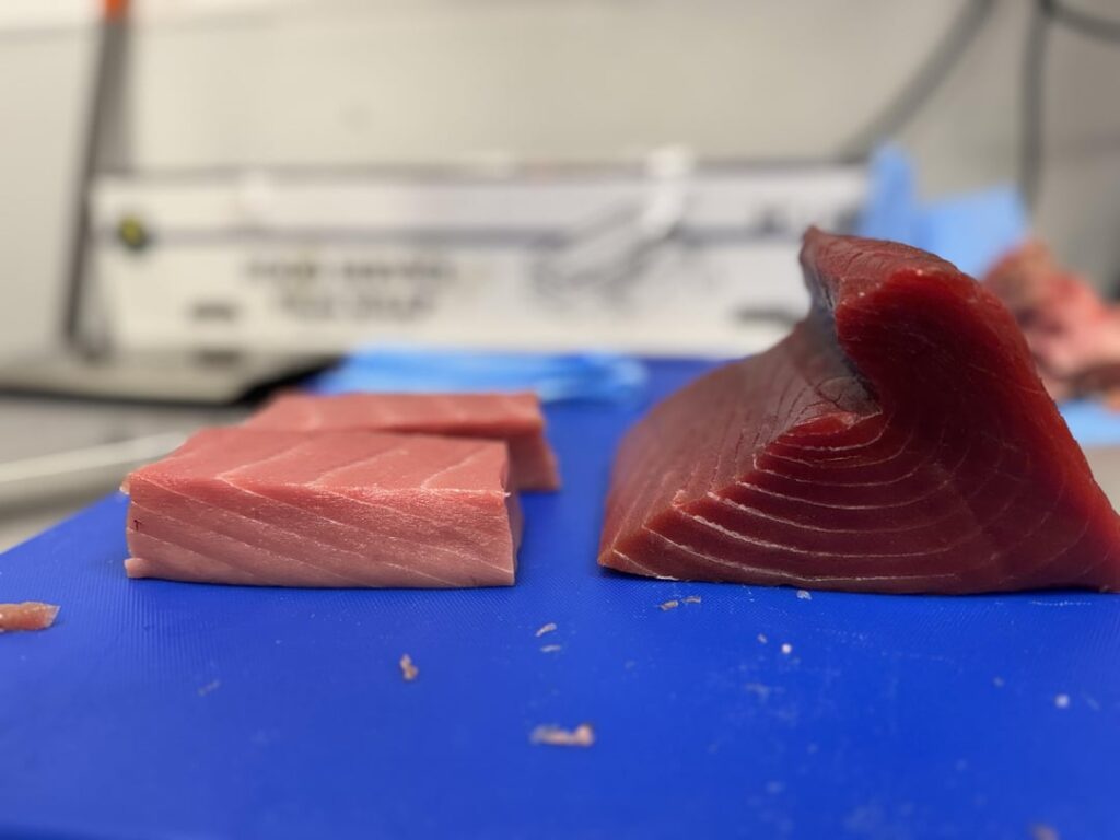 Some Fish Came in Today