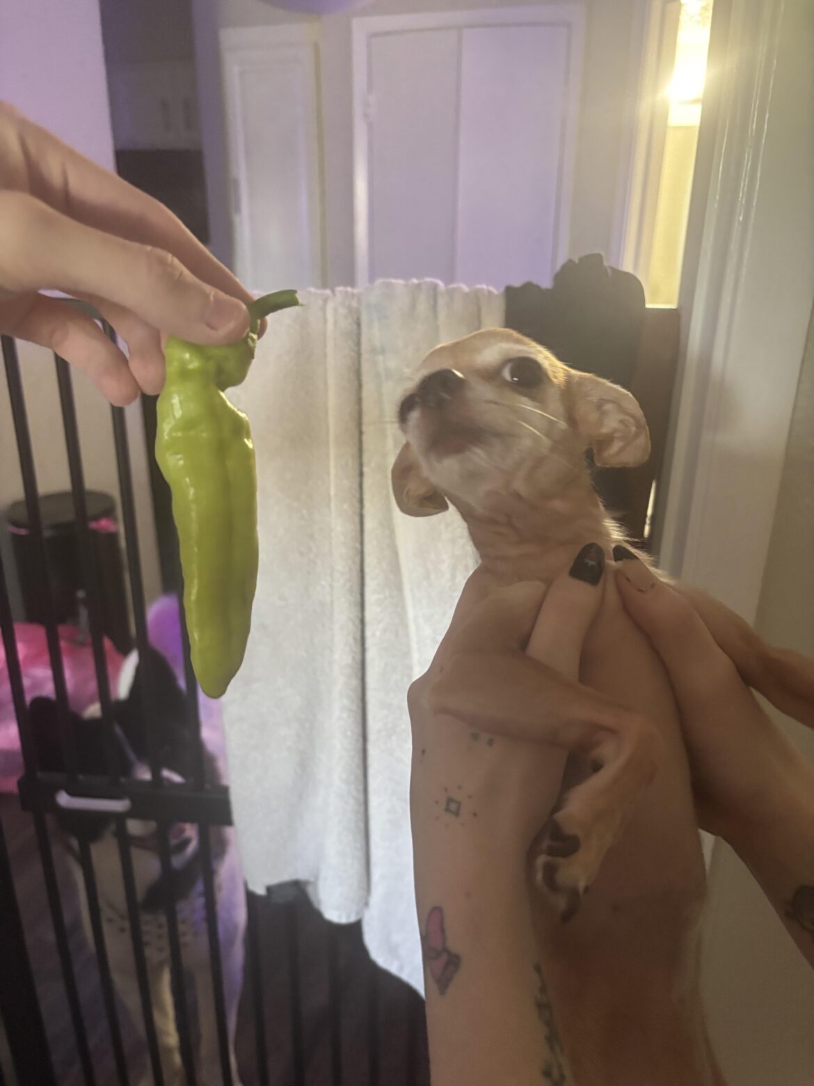 WHY ARE MY BANANA PEPPERS SO SPICY