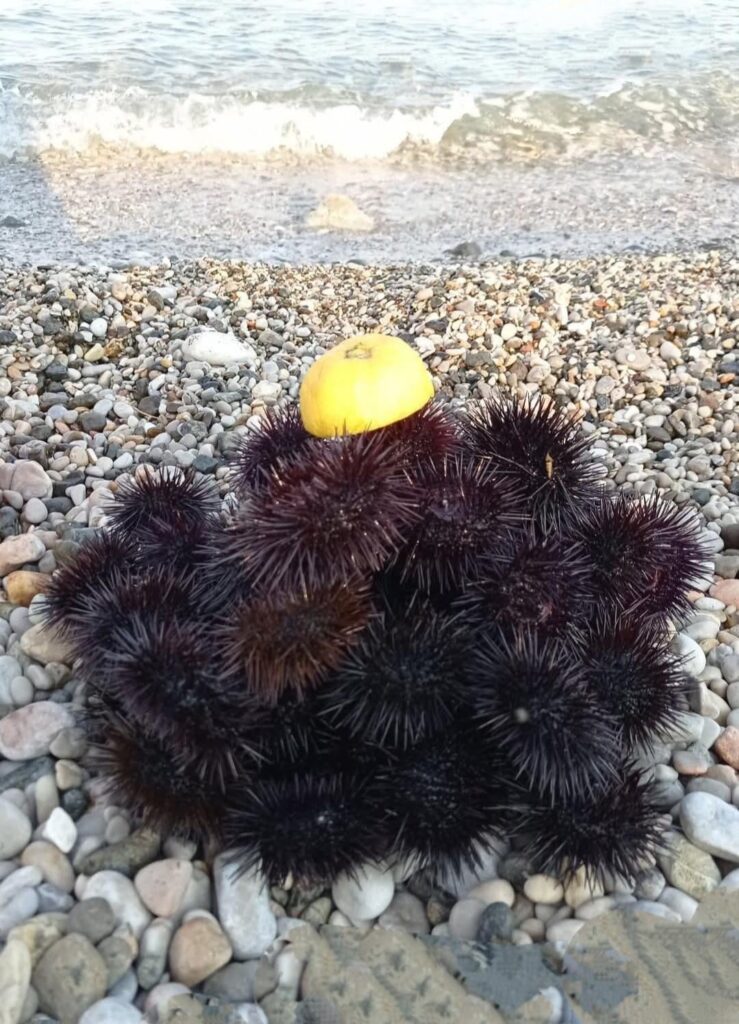 Eating Urchins at the Beach...