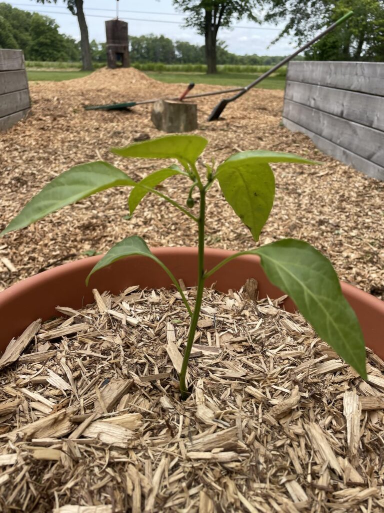 Should I stop it from fruiting until it’s bigger?