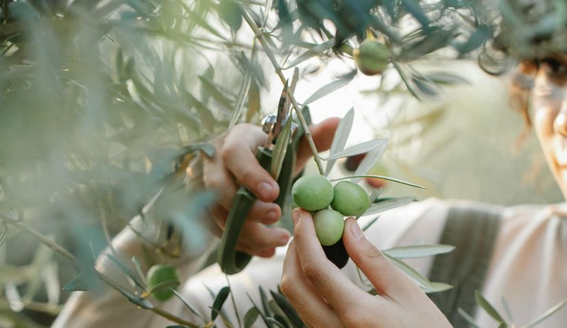 Olives