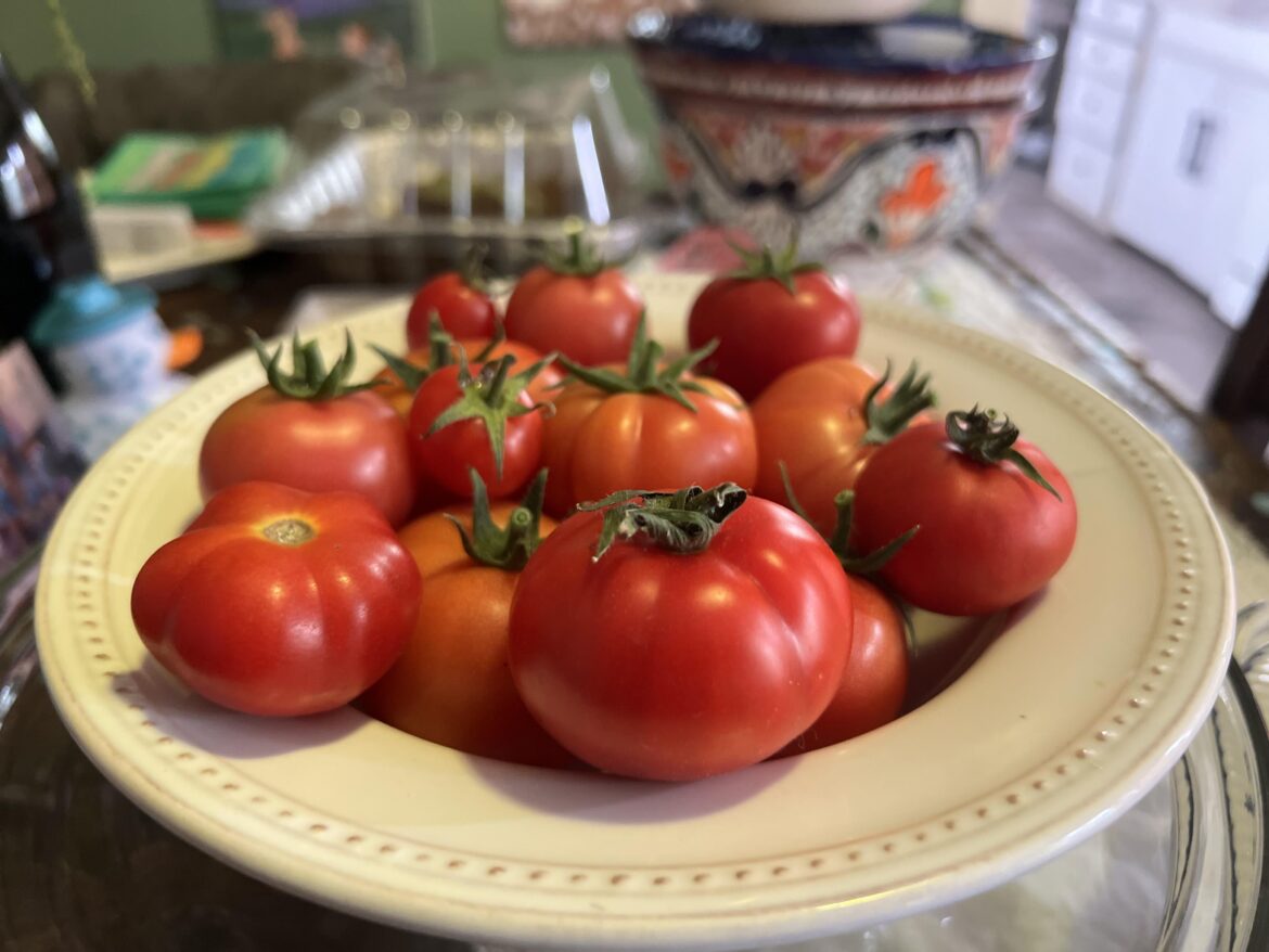 This Morning’s Tomato Haul ✨🍅✨