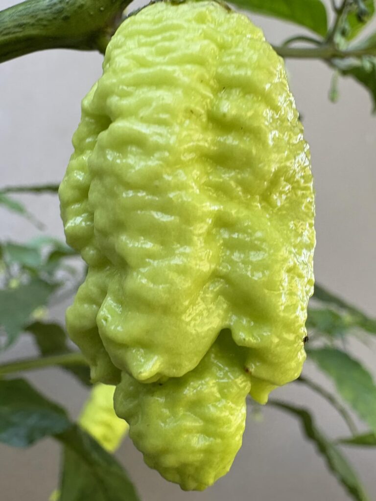 Tiberius Mauler Caramel