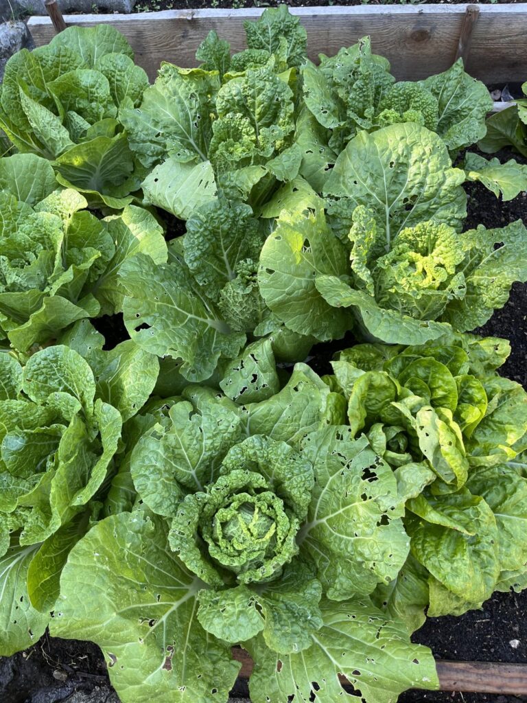 First batch of the season