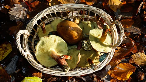 Alamy During the occupation, many French took to foraging for food (Credit: Alamy)