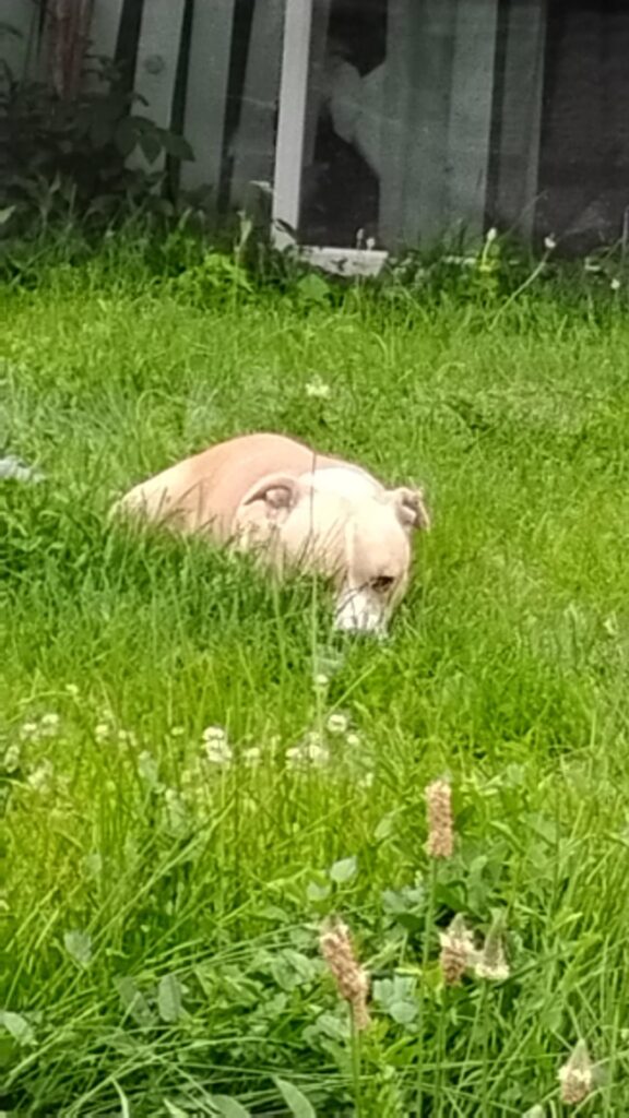 Let's see everyone garden helper