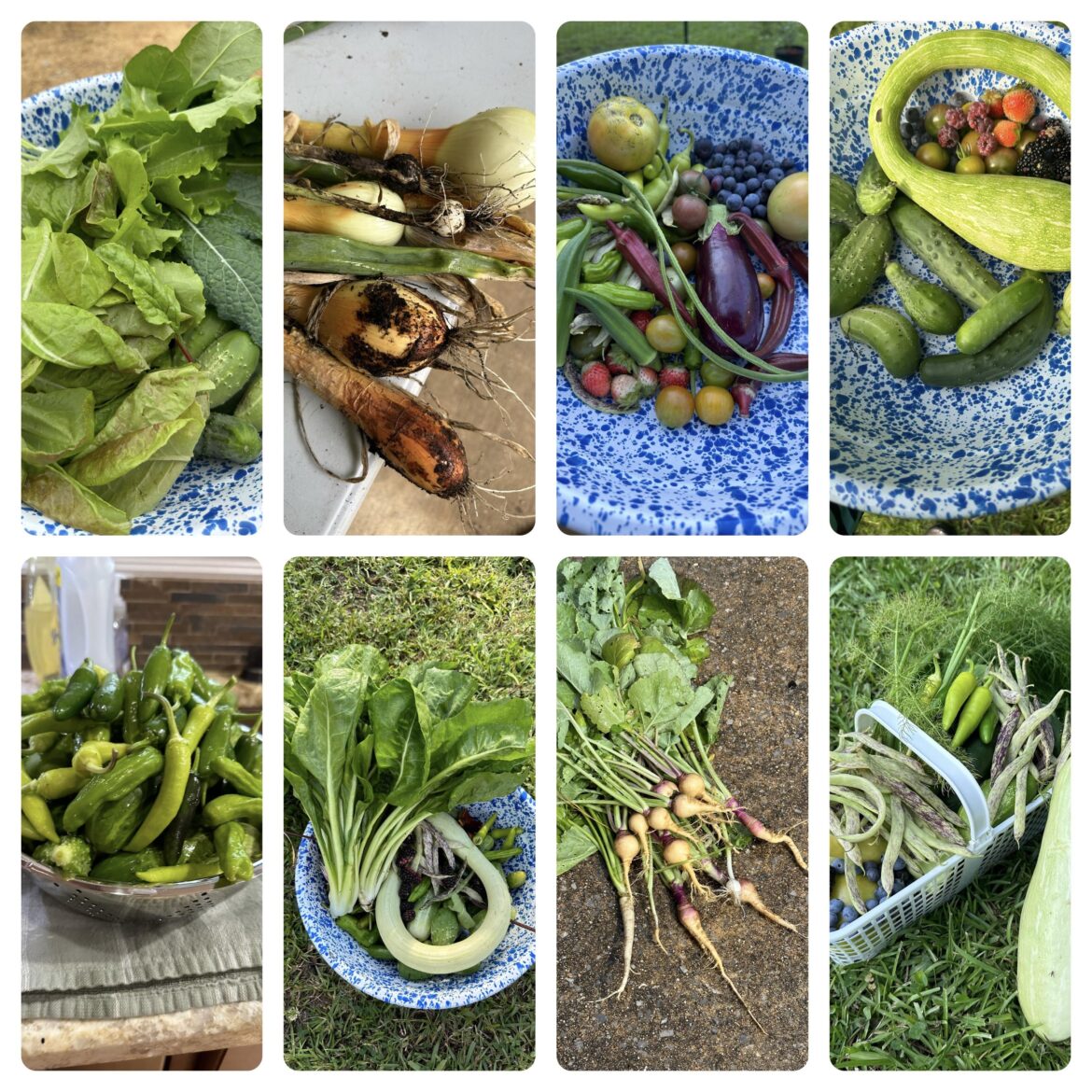 What I harvested in the last 7 days.