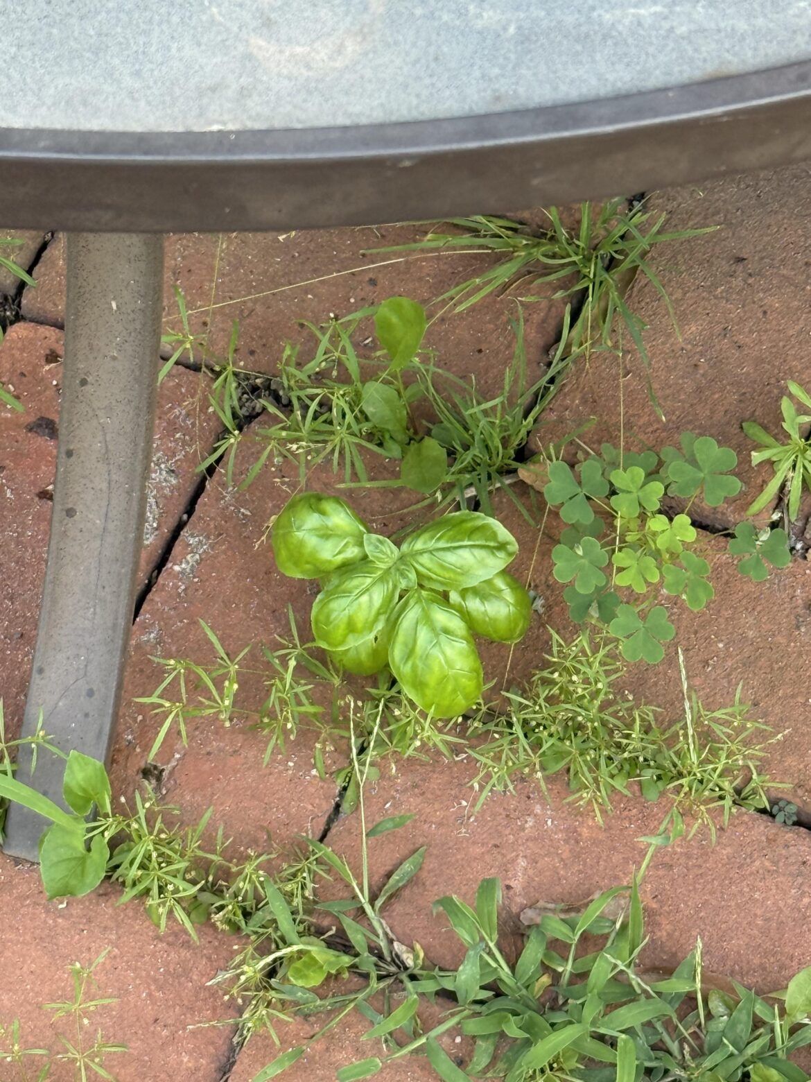 I’m not even sure how it happened but I love it