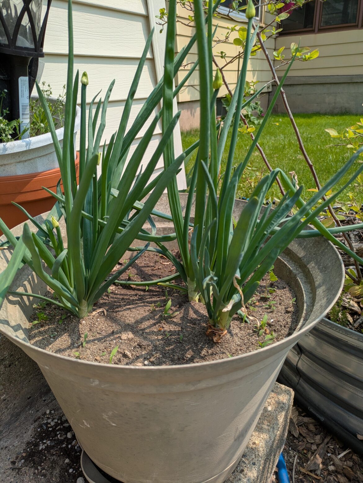 Who is growing their own?