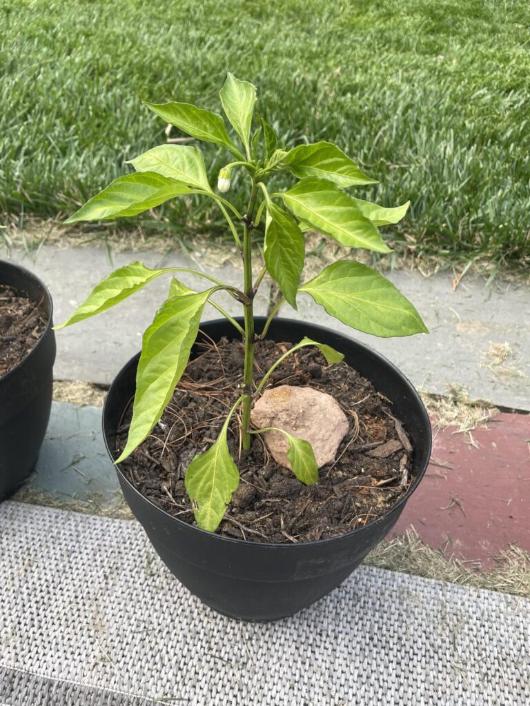 My plant is flowering?