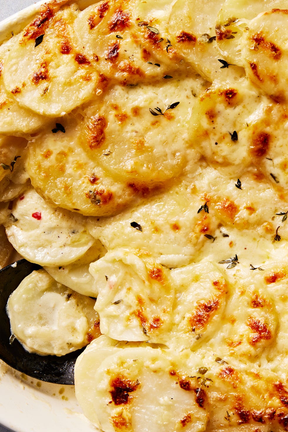 scalloped potatoes in creamy sauce in a white casserole dish baked and topped with cheese