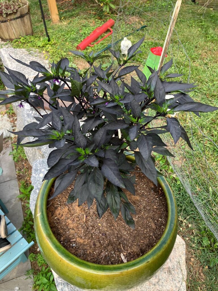 Black Zimbabwe or Count Dracula?