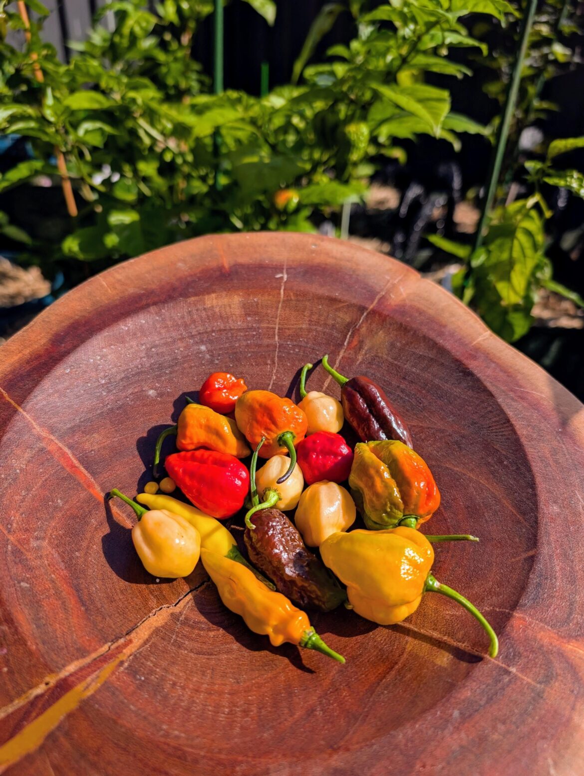 First harvest of winter.