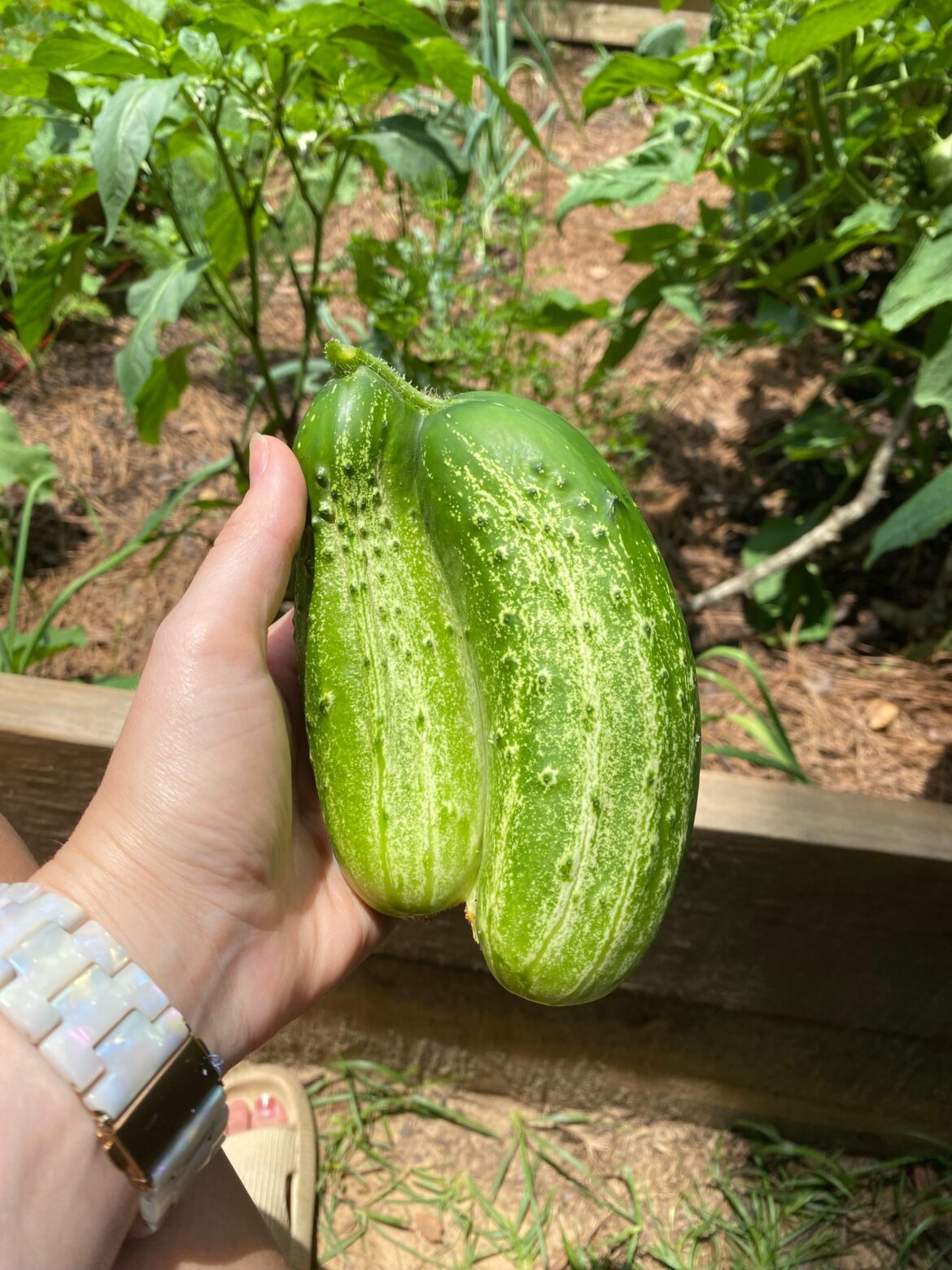 Just wanted to share my conjoined cucumbers!