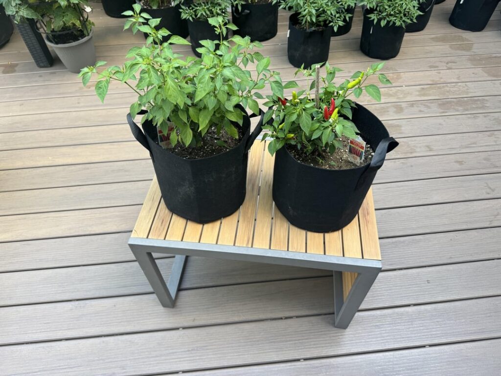 Pruning early flowers DOES result in a larger plant