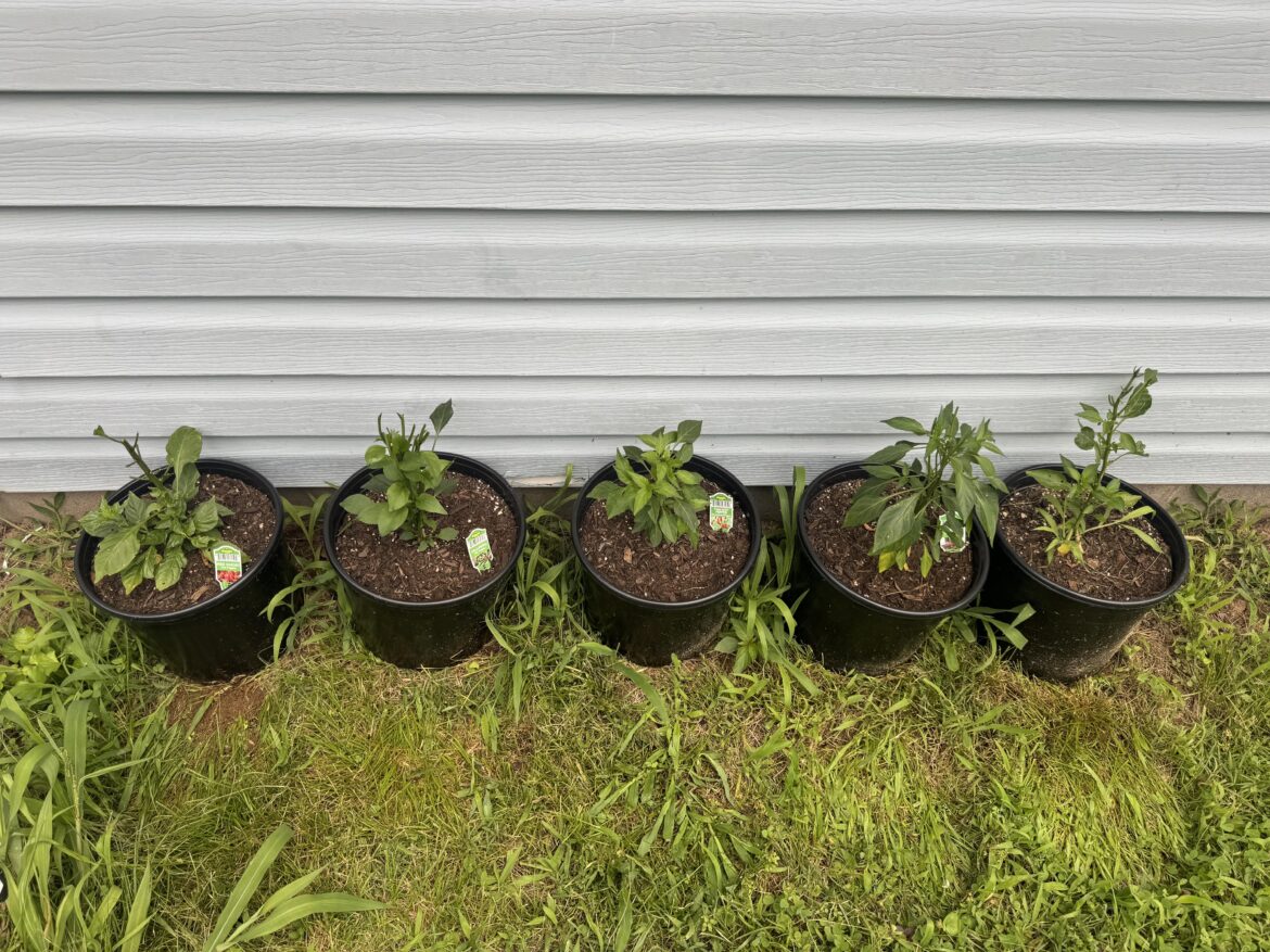 What happened to the tops of my peppers???