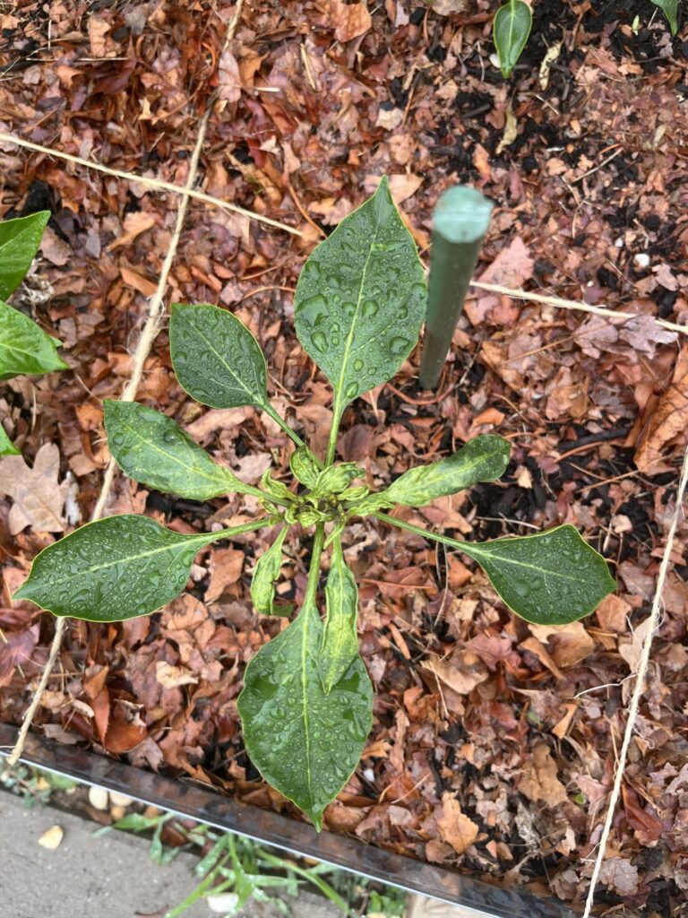 Pepper problem Pepper problem