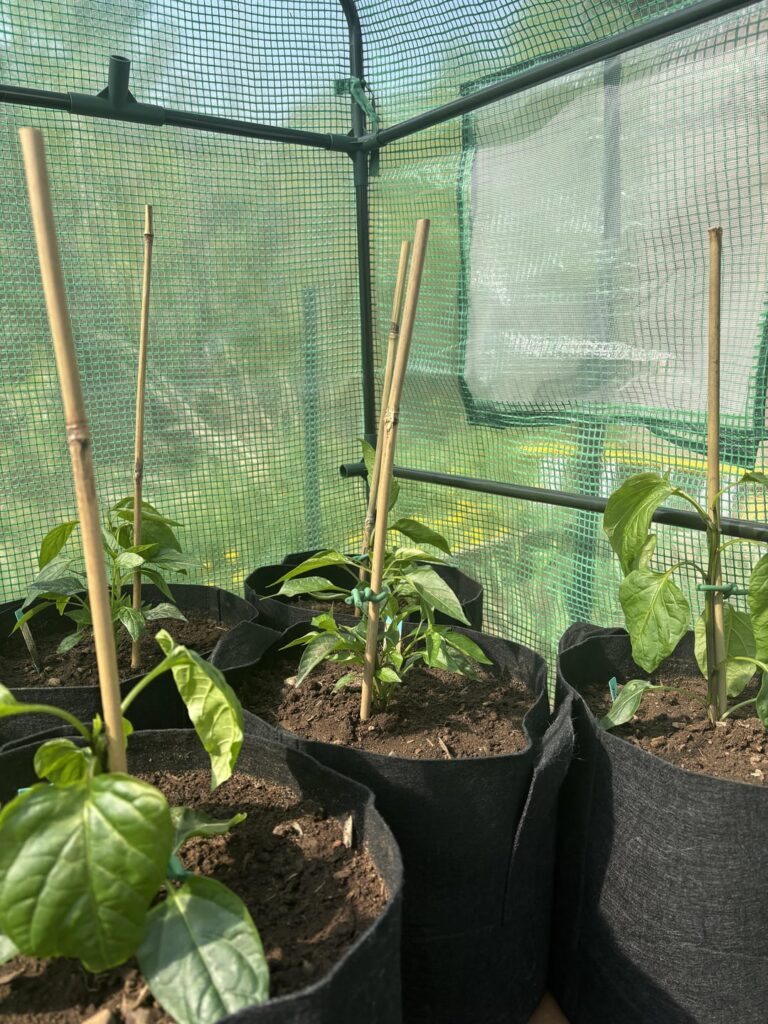 Jalapeño pepper problems