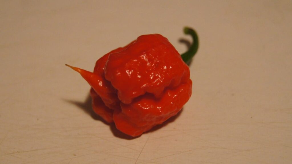 One angry pepper with a stinger