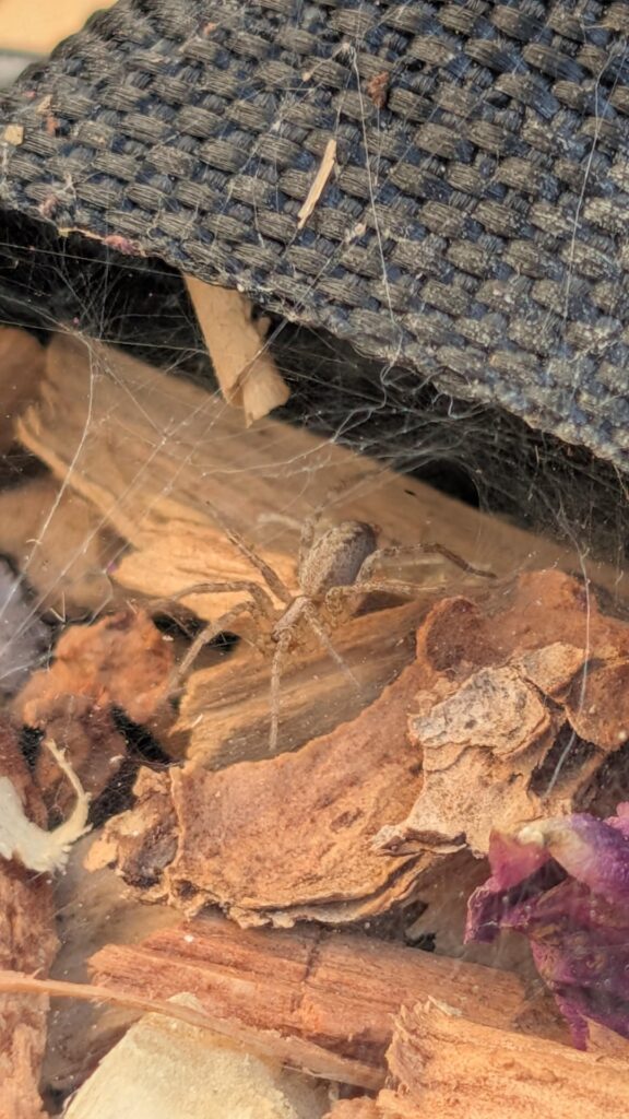 Should I let this lil dude live in my peppers?
