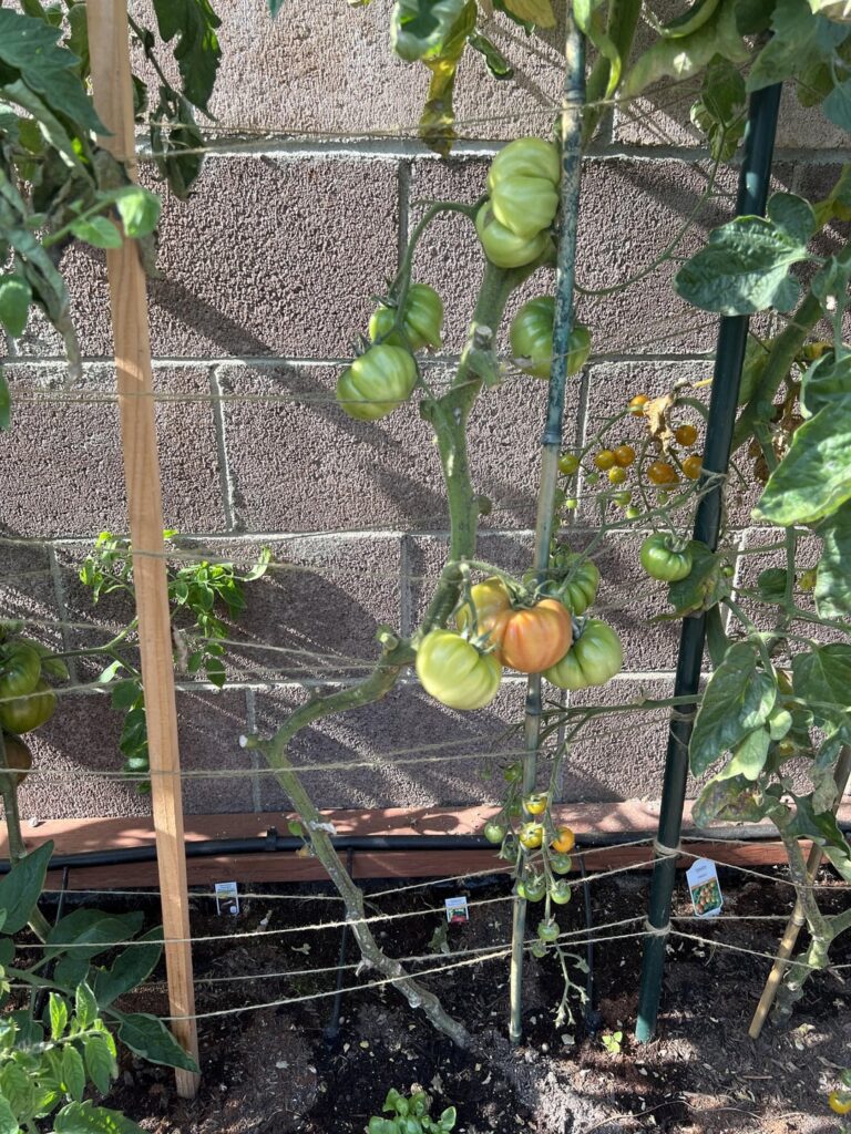 Tomatoes thriving and dying simultaneously Tomatoes thriving and dying simultaneously