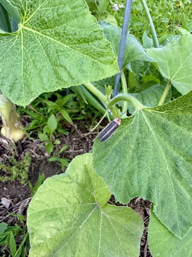 Why I don’t spray my garden: