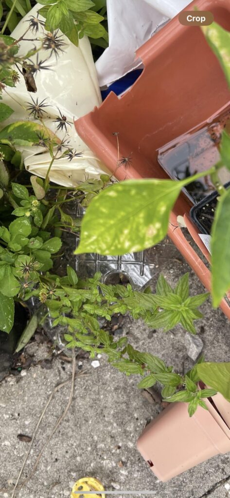 Does my jalapeño plant have mosaic virus