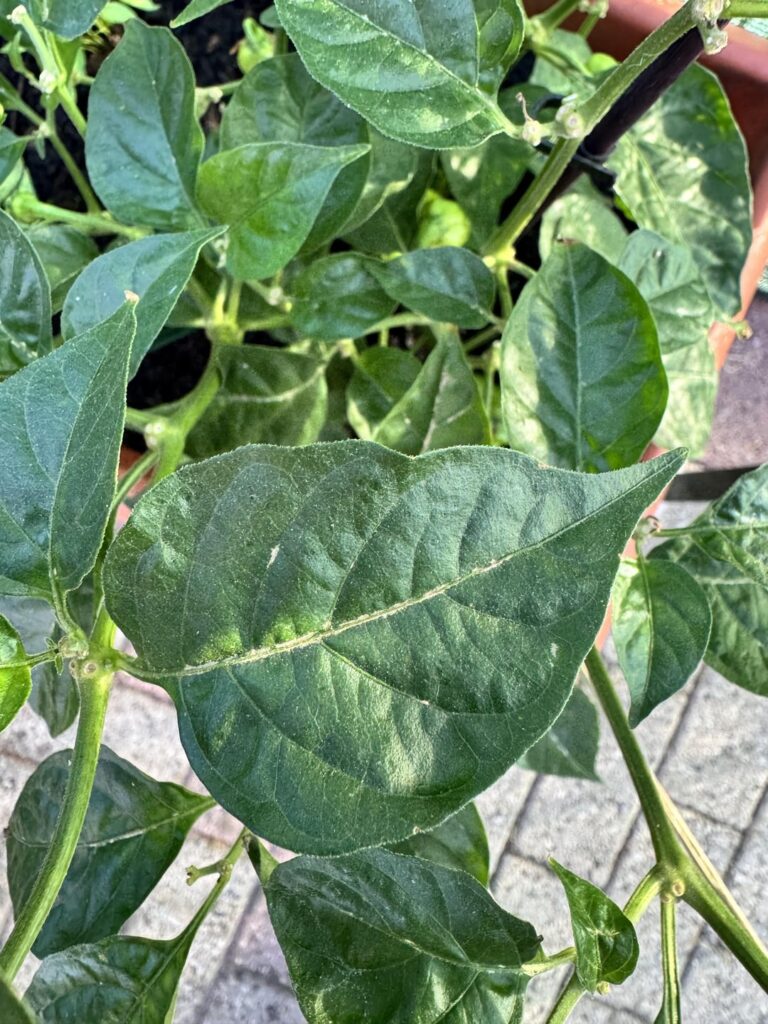 Discussing about Habanero