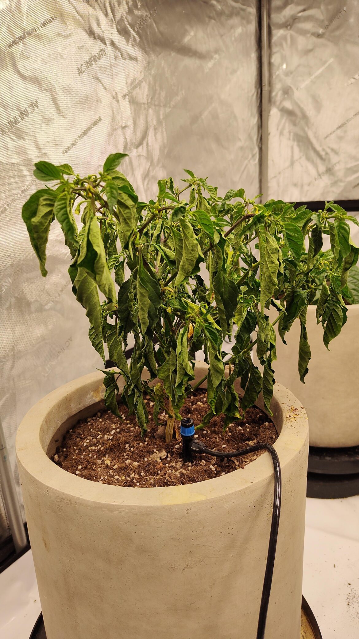 Update: Edema, but why if droopy?