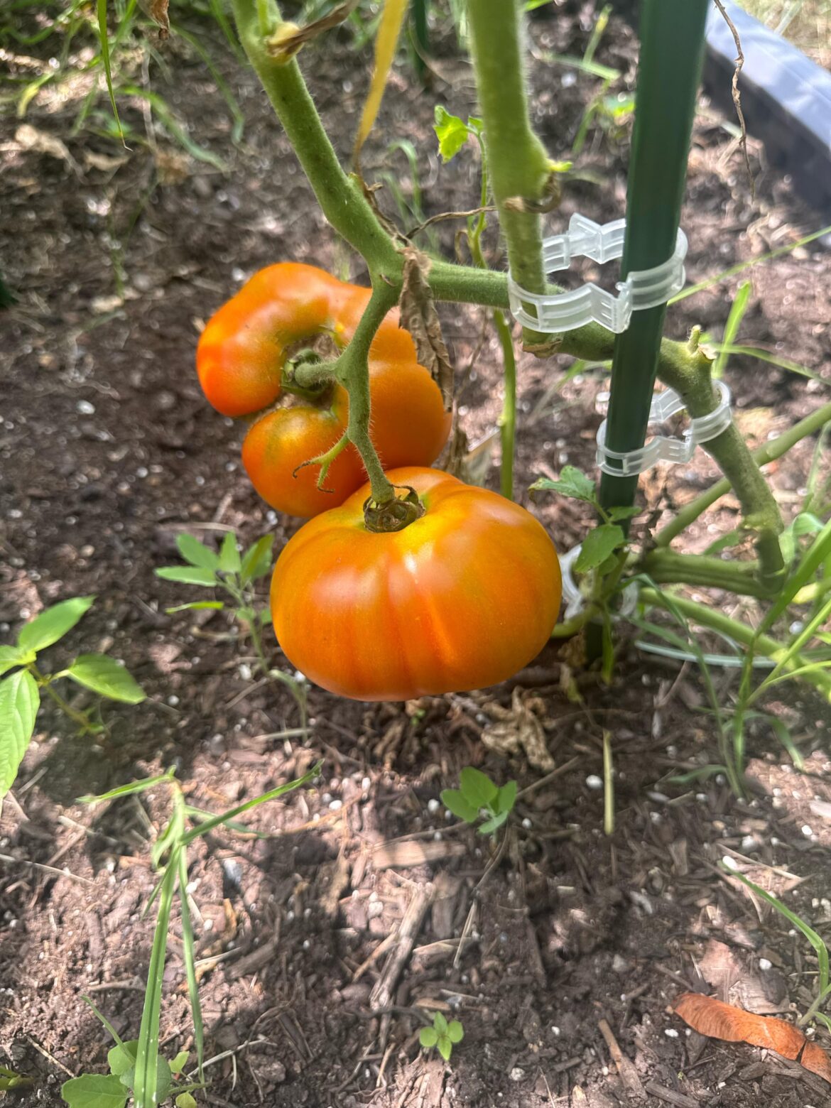 Pick now or wait? Better Boy Tomatoes