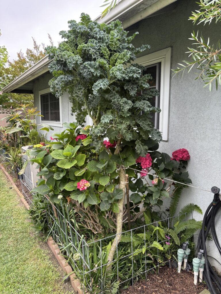 How long does Kale live for? How long does Kale live for?