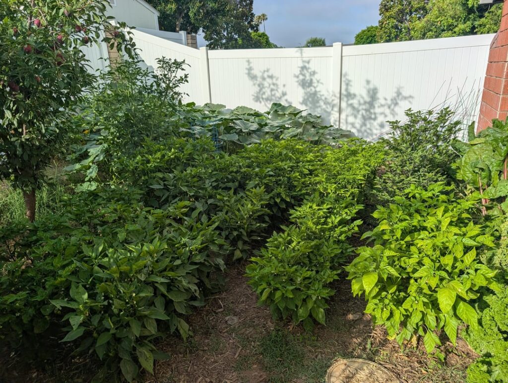 So happy I decided to grow again