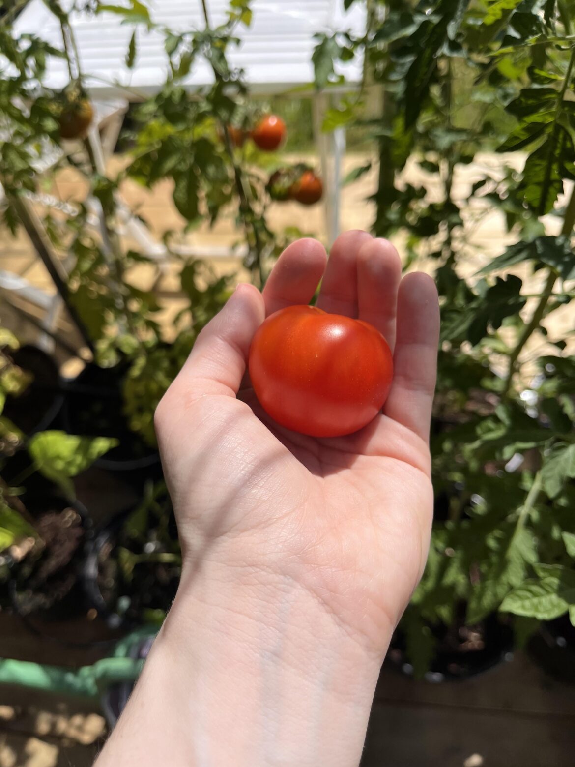 First tomato of the season🥰🥳