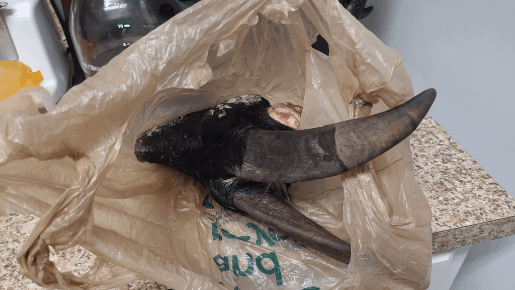 Whole goat head prep? Whole goat head prep?