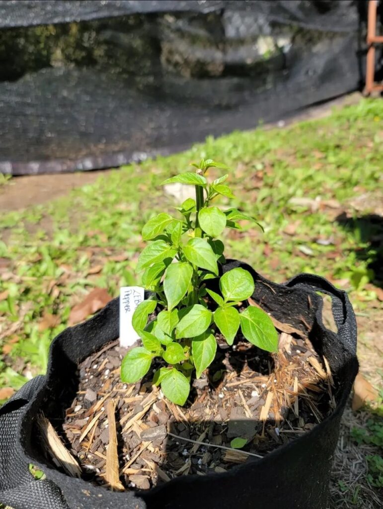 Over Wintered Zebrange pepper plant progress!
