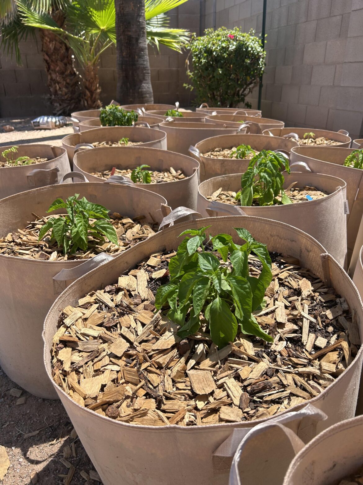 Help! Over or Under-watering? Why are they Drooping? Help! Over or Under-watering? Why are they Drooping?