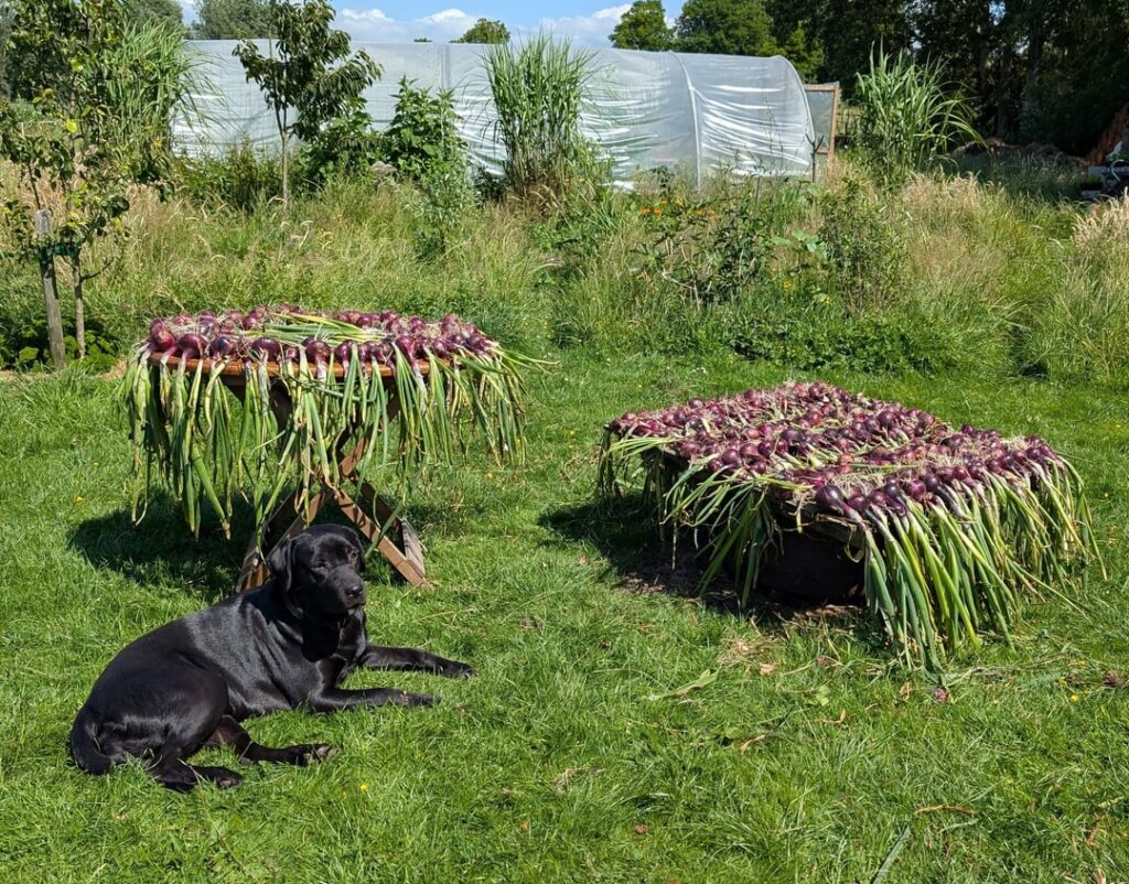 This year's onion harvest!