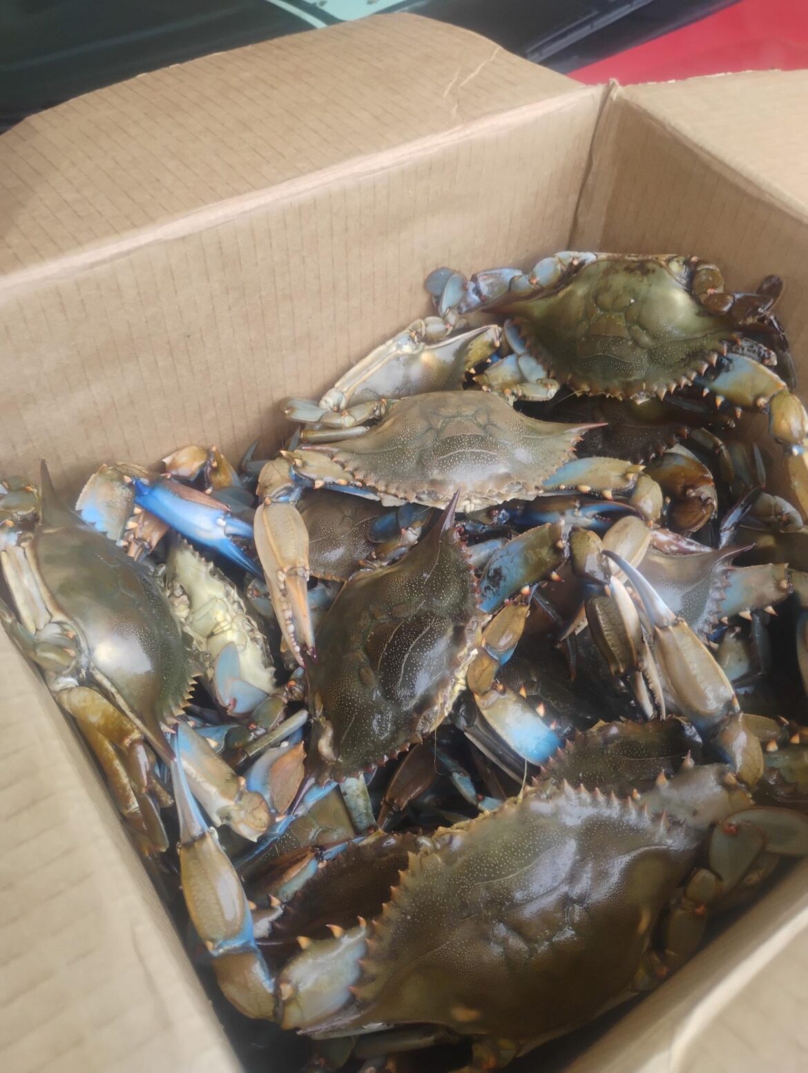 2 dozen medium blue crabs 🦀
