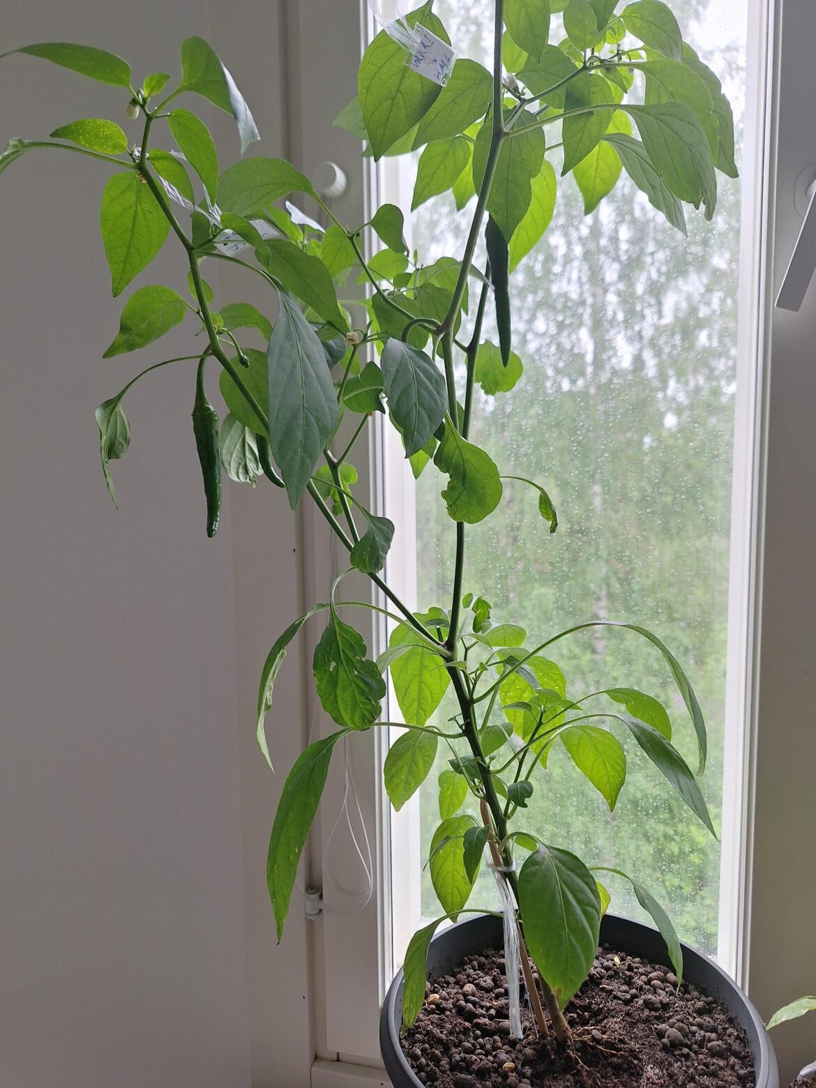 My first hybrid pepper busy at work 🥰