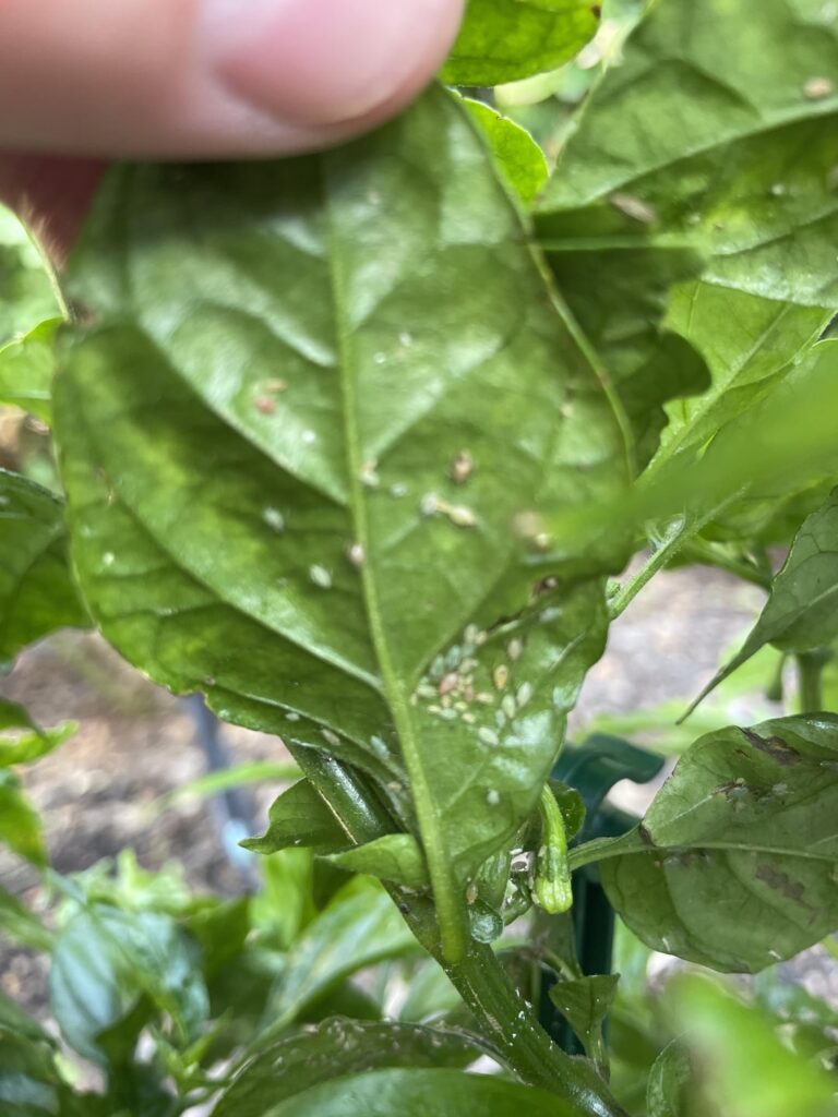 What are these bugs & how to get rid of them??