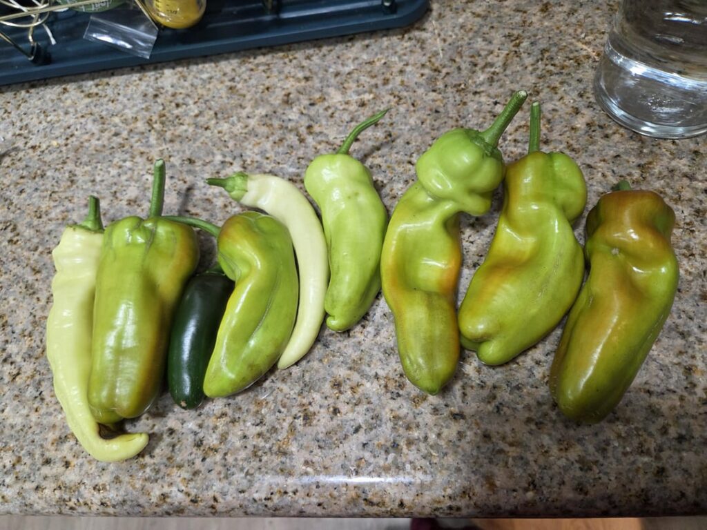 Pepper Harvest