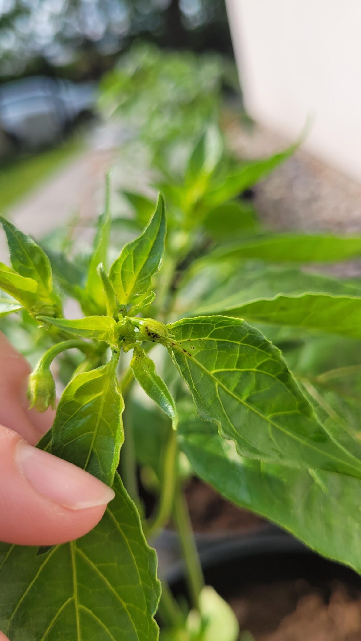 What are these black dots?