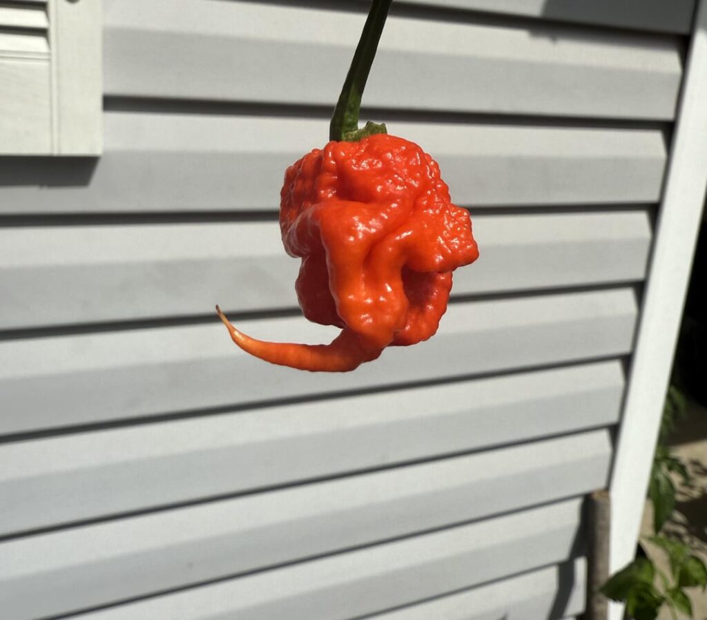 Dragons breath or Carolina reaper??