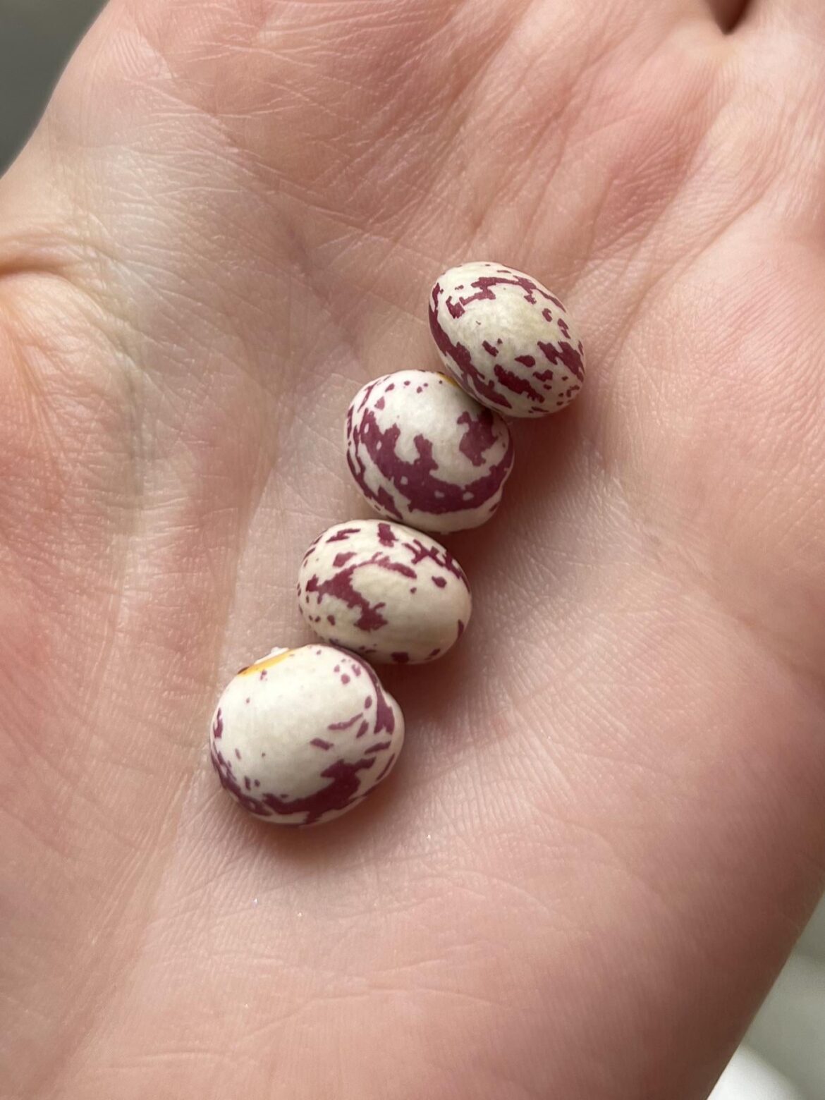 let my first two beans dry on the vine. just harvested these pretties for next year’s planting!! let my first two beans dry on the vine. just harvested these pretties for next year's planting!!