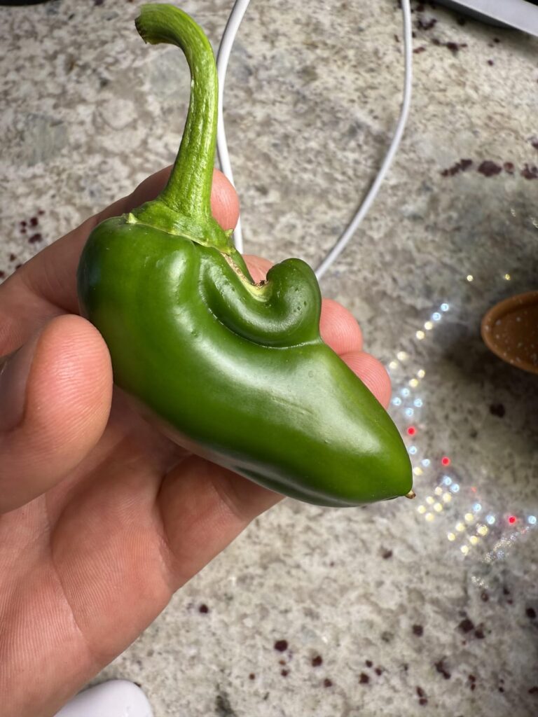 Why do all my jalapeeners have weeners this year?