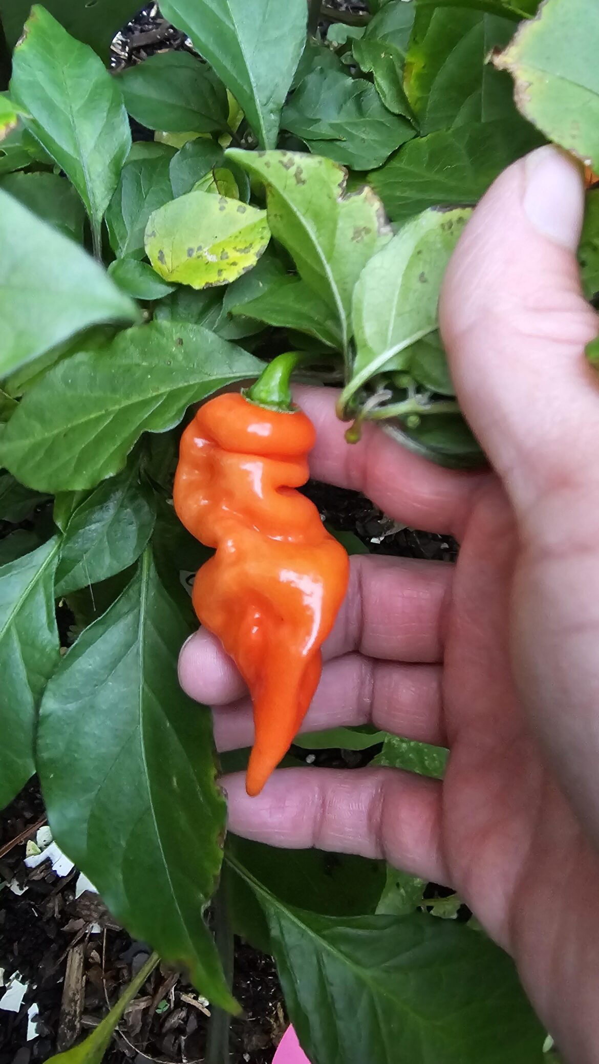 Gotta love a good mystery pepper
